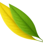 Daily Rise Wellness Patches | Small Patch, Big Difference 2 Dailyrise leafs Wellness Patches Supplements