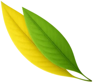 Dailyrise leafs Wellness Patches Supplements